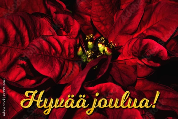 Obraz The Finnish text "Hyvää joulua" means "Merry Christmas", which is in front of a red poinsettia. The perfect holiday season greetings card.