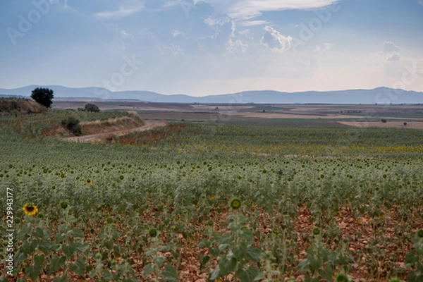Fototapeta campo de giralsoles con cielo