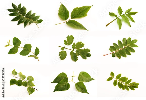 Obraz Drzewa liściaste