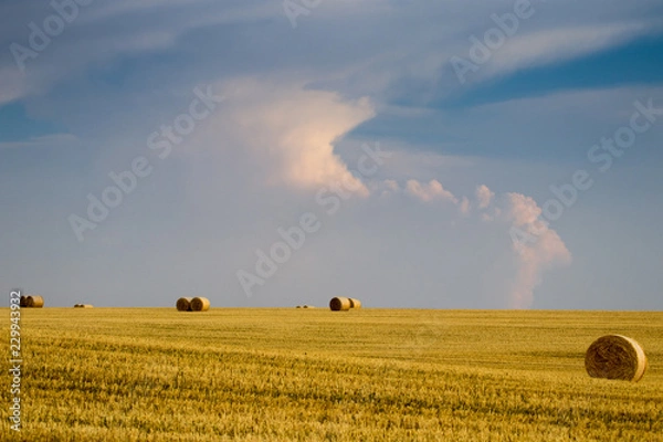 Fototapeta campo de trigo con cielo