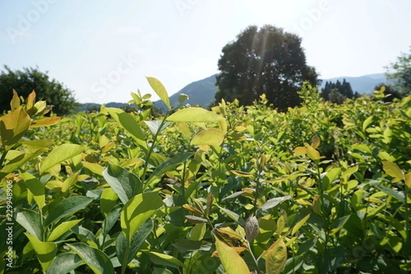 Obraz ブルーベリー畑