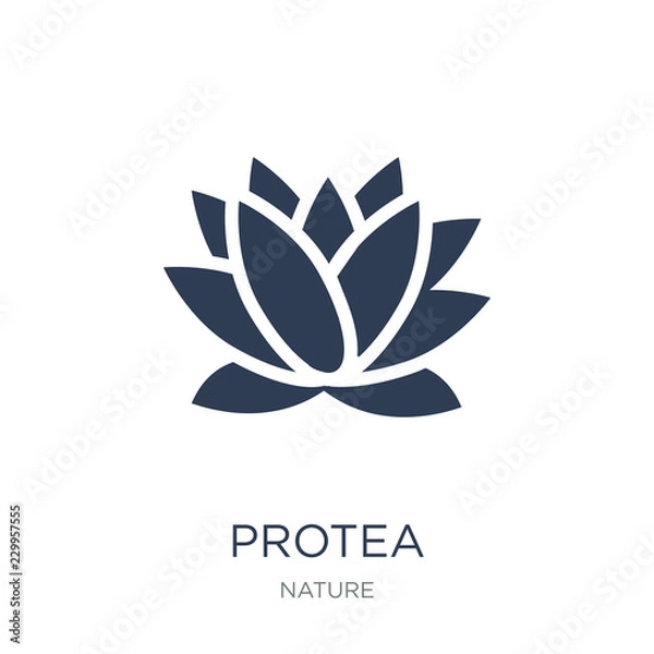 Fototapeta Protea icon. Trendy flat vector Protea icon on white background from nature collection