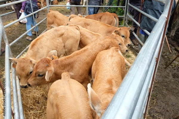 Obraz Viehmarkt Asturien