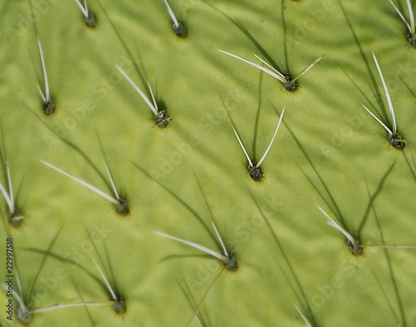 Fototapeta Cactus pattern