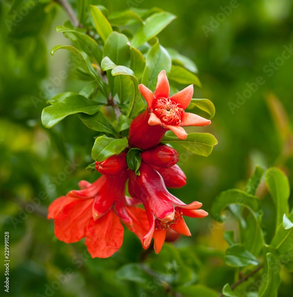 Obraz Blossoming pomegranate tree