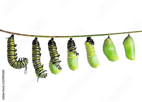 Fototapeta  monarch caterpillar  in various stages isolated on white