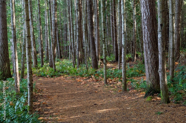 Fototapeta Trees in autumn