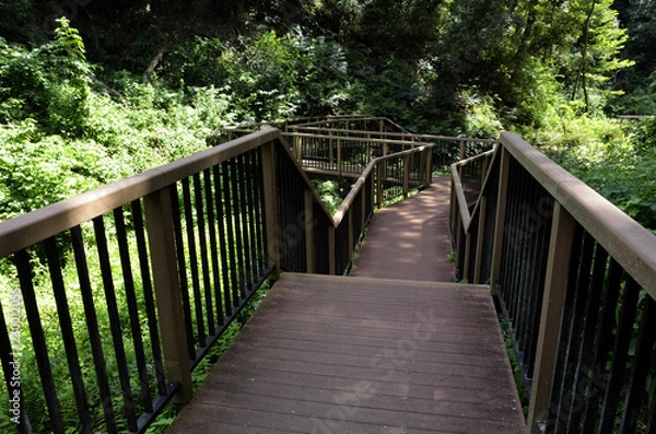 Fototapeta 散策路  小網代の森