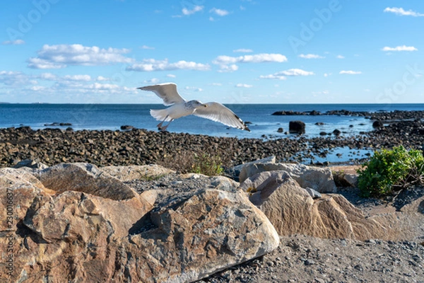 Fototapeta seagull flying