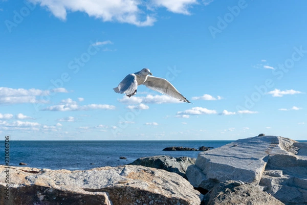 Fototapeta seagull flying