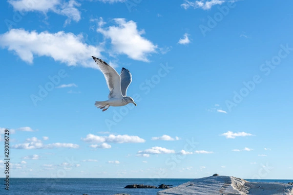 Fototapeta seagull flying