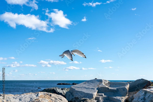 Fototapeta seagull flying