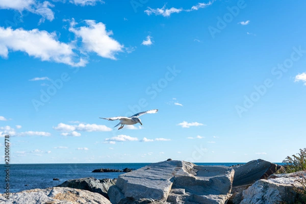 Fototapeta seagull flying