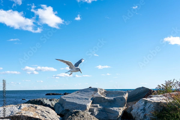 Fototapeta seagull flying