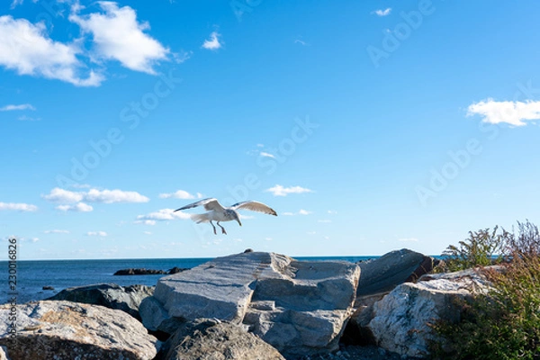 Fototapeta Seagull flying