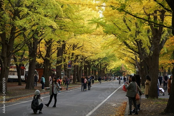 Fototapeta 北海道大学の秋