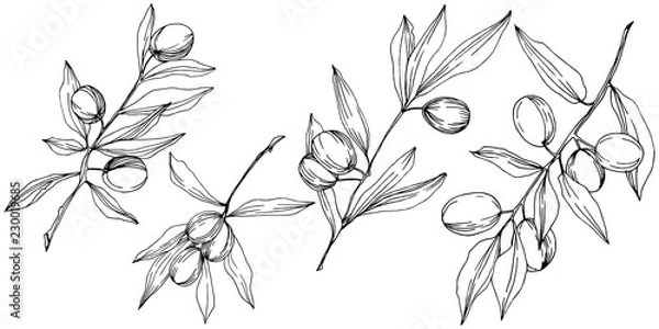 Fototapeta Olive tree in a vector style isolated. Black and white engraved ink art. Full name of the plant: Branches of an olive tree. Vector olive tree for background, texture, wrapper pattern, frame or border.