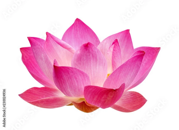 Obraz Lotos na białym tle