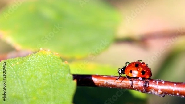 Obraz Coccinellidae (Ladybird, Ladybug, Lady beetle)