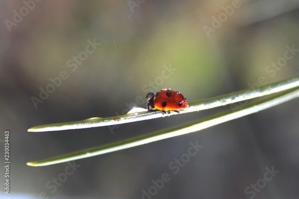 Fototapeta Coccinellidae (Ladybird, Ladybug, Lady beetle)