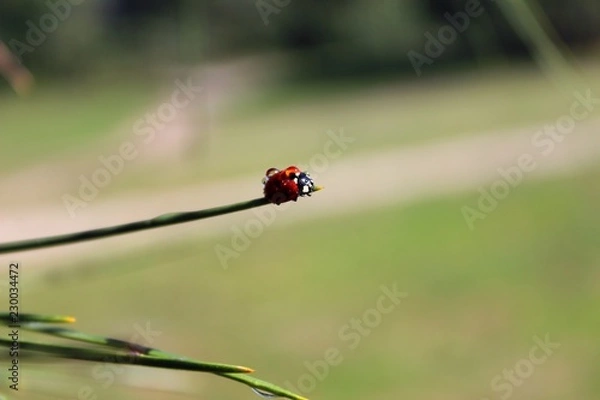Fototapeta Coccinellidae (Ladybird, Ladybug, Lady beetle)