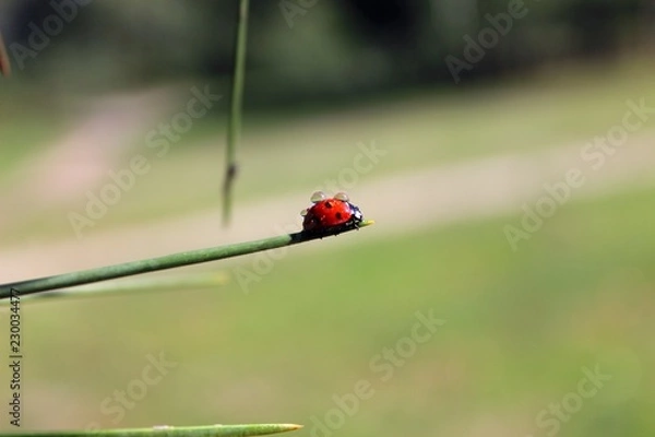 Fototapeta Coccinellidae (Ladybird, Ladybug, Lady beetle)