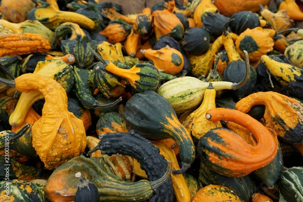 Fototapeta Dynie