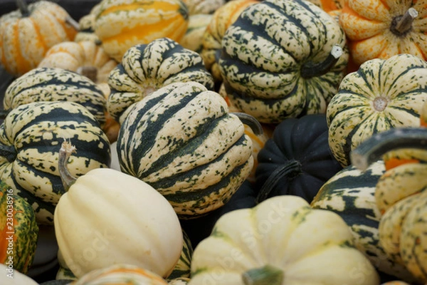 Fototapeta Dynie