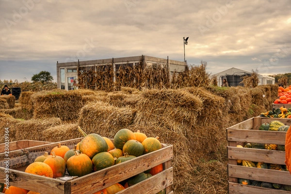 Fototapeta Farma dyni