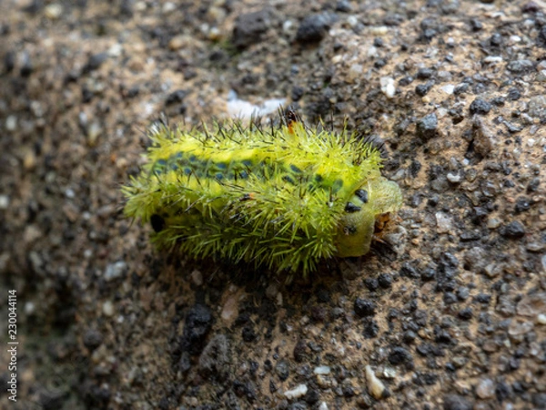 Fototapeta OLYMPUS DIGITAL CAMERA