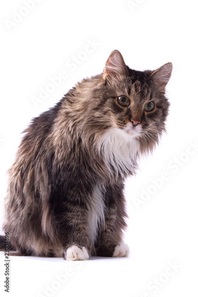 Fototapeta Cat staring