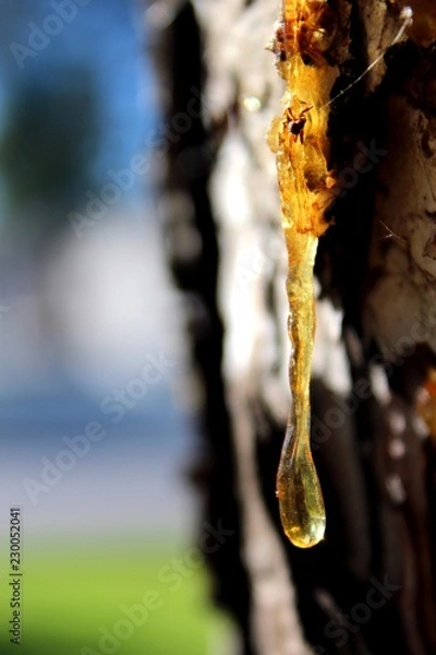 Fototapeta Resin of pine tree