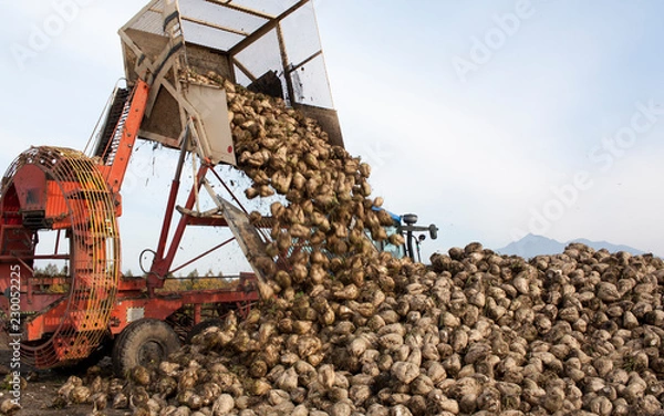 Obraz テン菜の収穫