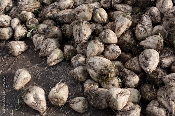 Obraz 収穫されたビート