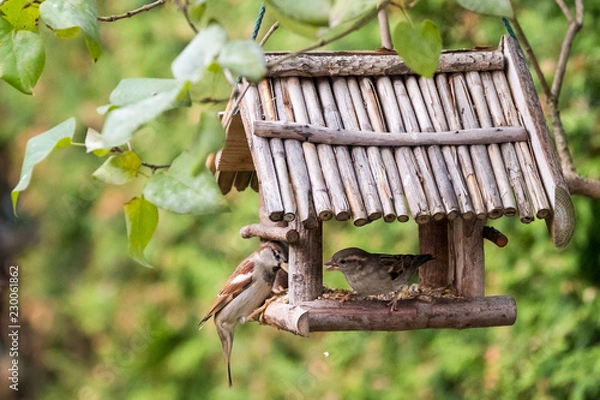 Fototapeta Heimische Vögel bei der Fütterung