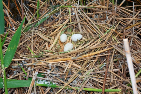 Obraz spoonbill (Platalea leucorodia) nest with eggs