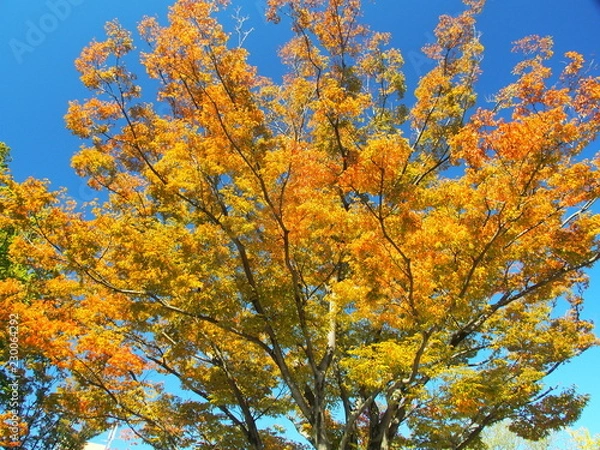 Fototapeta 黄葉の欅と青空