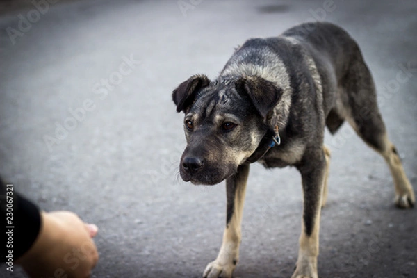 Fototapeta scared stray dog