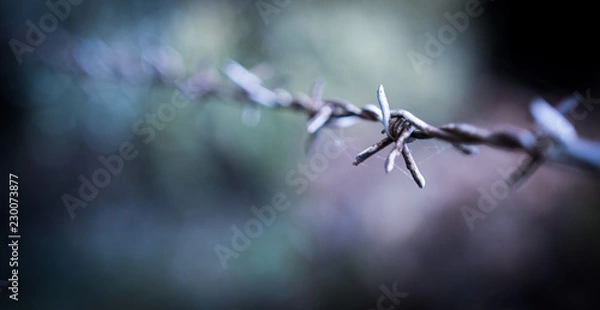 Obraz Barbed wire
