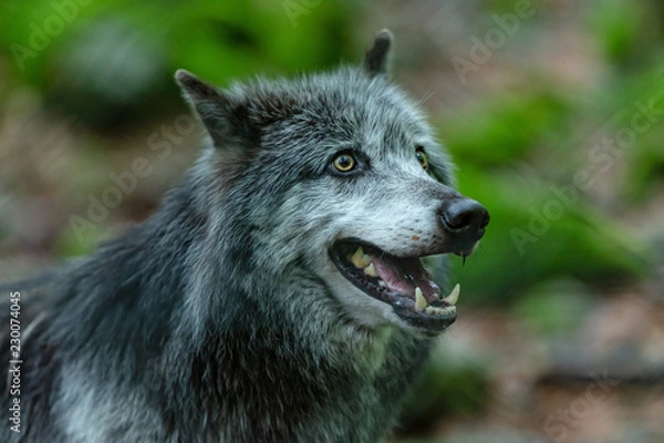 Fototapeta Loup du Canada