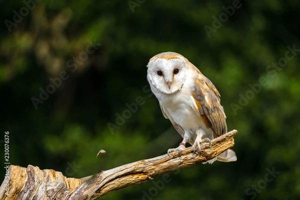Obraz Barn owl in dried field