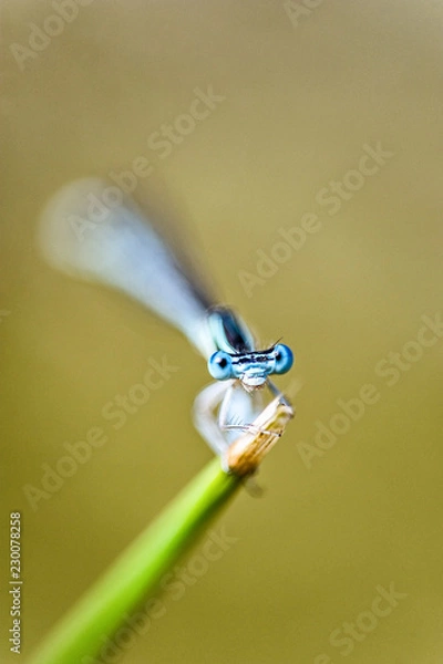 Fototapeta dragonfly