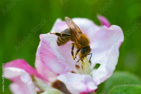 Obraz Bee in an apple tree blossom