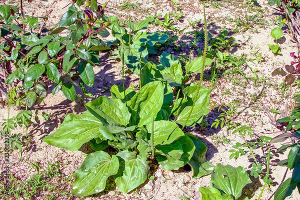 Fototapeta Подорожник цветущий