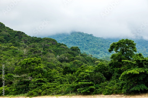 Obraz jungle from the sky