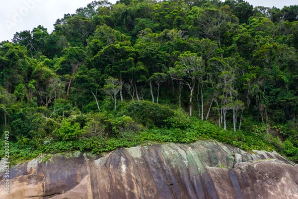 Obraz jungle on the island