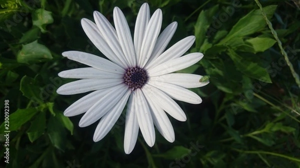 Obraz Flower