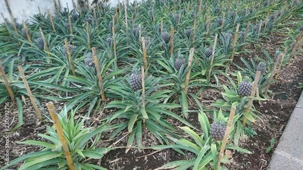 Obraz Pineapple plants