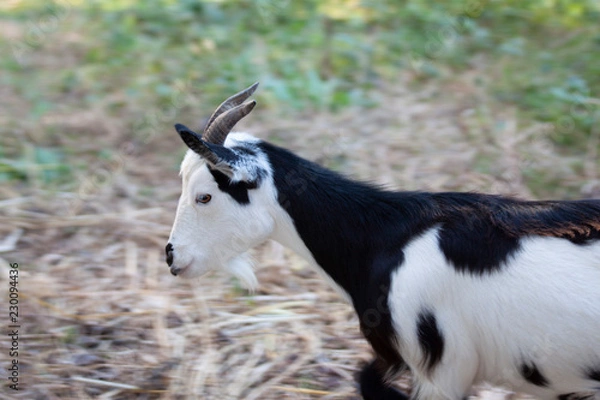 Obraz goat s