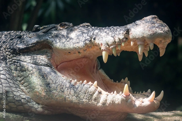 Fototapeta Close up shot of a large sungei buaya or crocodile white lurking for a target.